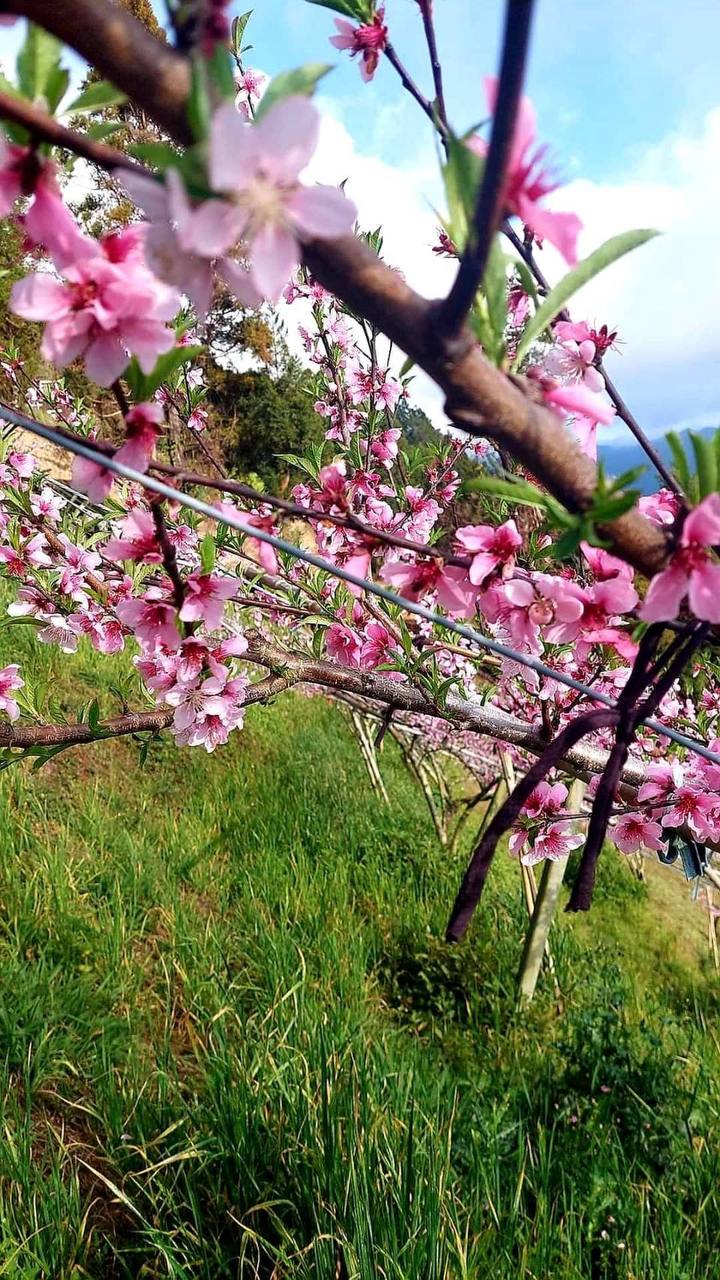 拉拉山桃花林